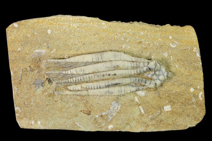 Fossil Crinoid (Scytalocrinus) - Crawfordsville, Indiana #149001